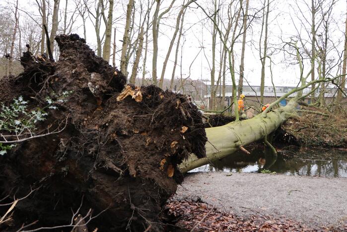 Omgevallen boom verspert fietspad Leidse Hout