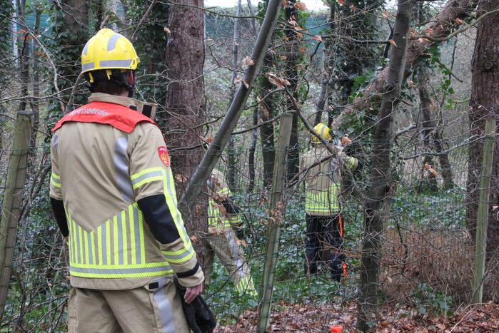 Boom hangt gevaarlijk over fietspad