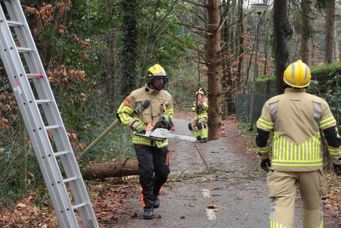 Boom hangt gevaarlijk over fietspad