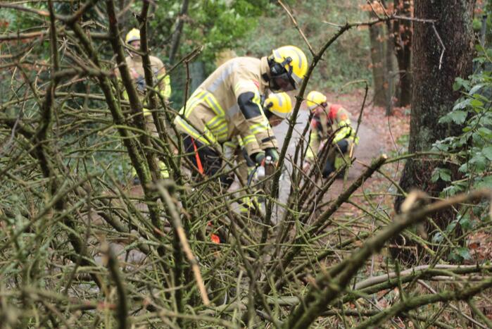 Boom hangt gevaarlijk over fietspad