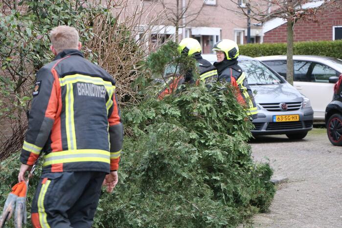 Brandweer zaagt omgewaaide boom in stukken