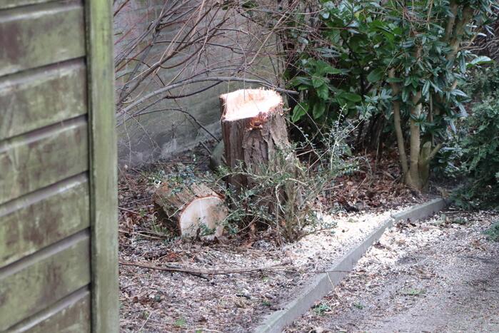 Brandweer zaagt omgewaaide boom in stukken