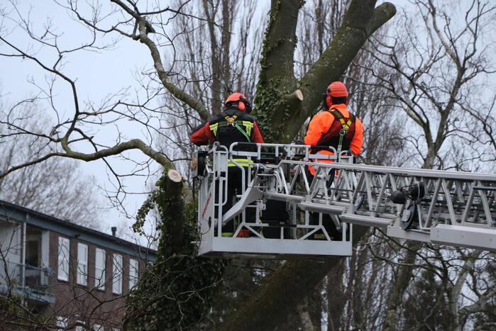 Hulpdiensten handen vol aan omvallende boom