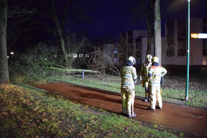 Boom waait over fietspad