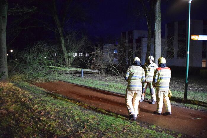 Boom waait over fietspad