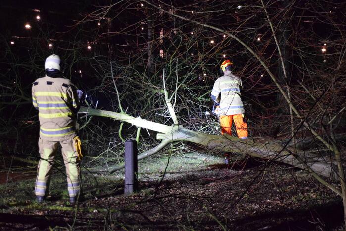 Boom waait over fietspad