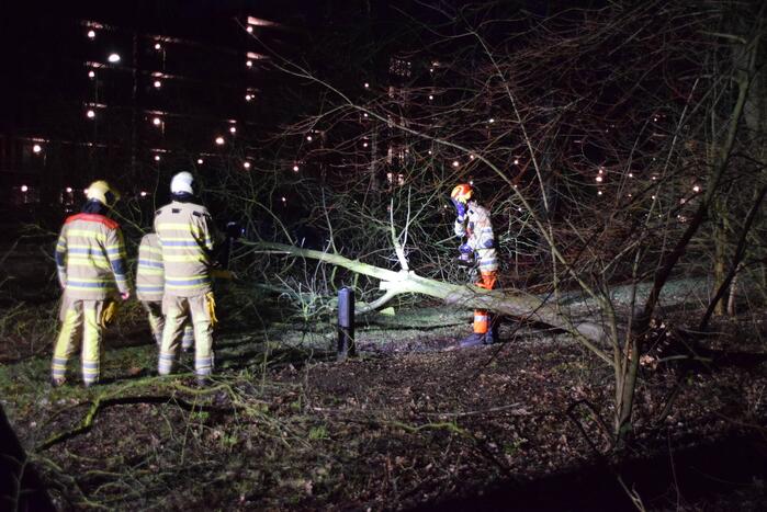 Boom waait over fietspad