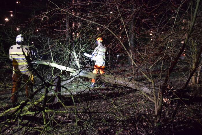 Boom waait over fietspad