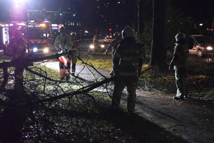 Boom waait over fietspad