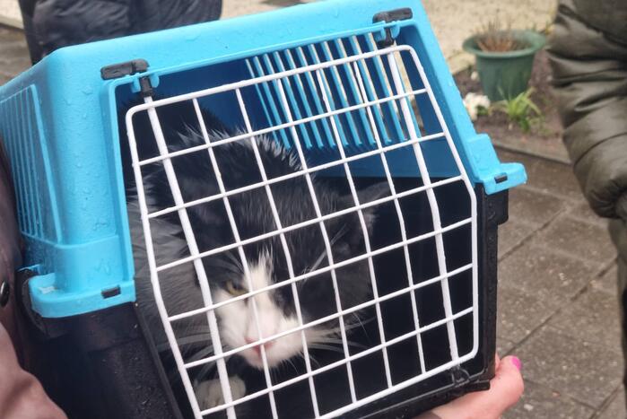 Baasje redt kat van het dak