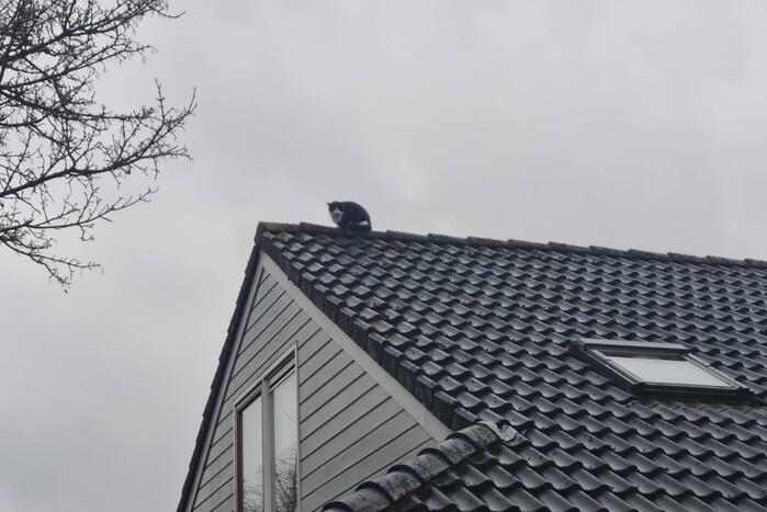 Baasje redt kat van het dak