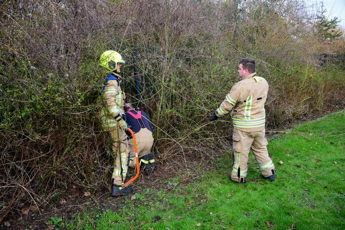 Brandweer redt ree uit hek