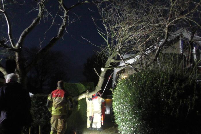 Grote tak breekt van boom
