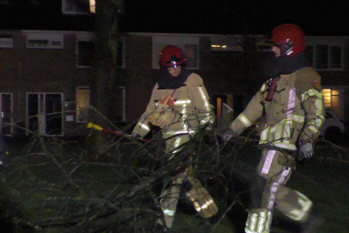 Grote tak breekt van boom