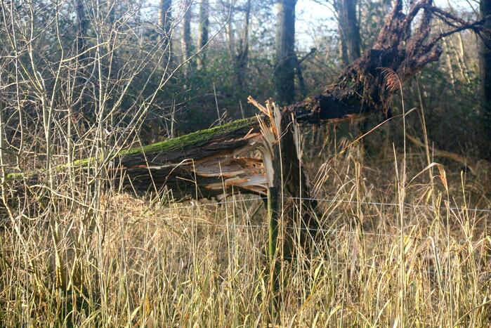 Omgewaaide boom verspert weg