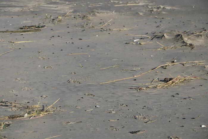 Meerdere bolletjes olie op strand aangetroffen