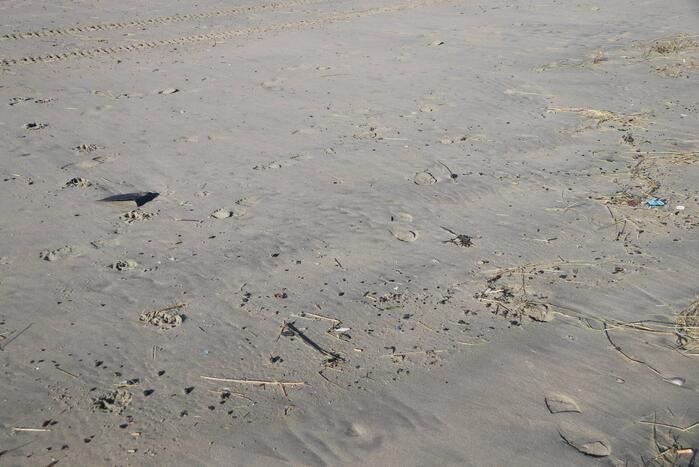 Meerdere bolletjes olie op strand aangetroffen