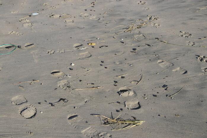 Meerdere bolletjes olie op strand aangetroffen