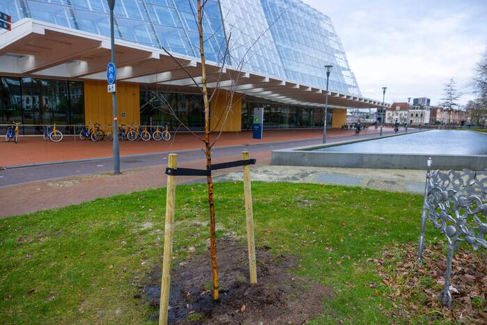 Actievoerders Greenpeace besmeuren geplante boom bij Staatsbosbeheer