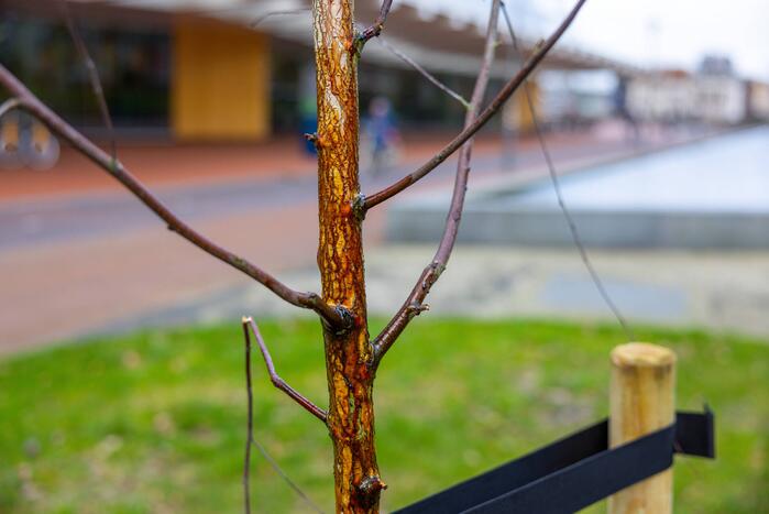 Actievoerders Greenpeace besmeuren geplante boom bij Staatsbosbeheer