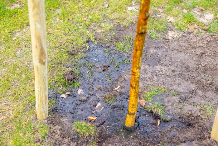 Actievoerders Greenpeace besmeuren geplante boom bij Staatsbosbeheer