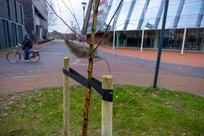 Actievoerders Greenpeace besmeuren geplante boom bij Staatsbosbeheer