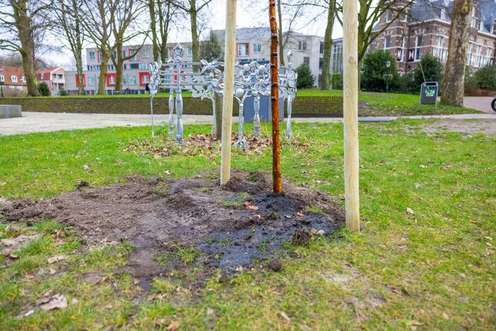 Actievoerders Greenpeace besmeuren geplante boom bij Staatsbosbeheer