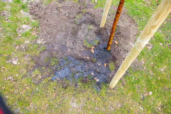 Actievoerders Greenpeace besmeuren geplante boom bij Staatsbosbeheer