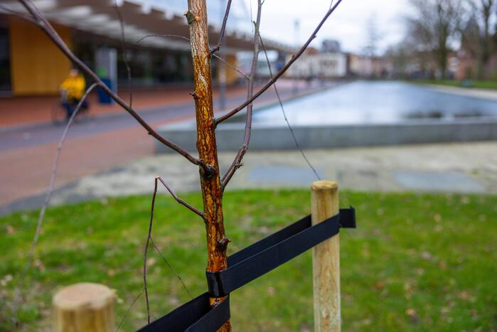 Actievoerders Greenpeace besmeuren geplante boom bij Staatsbosbeheer