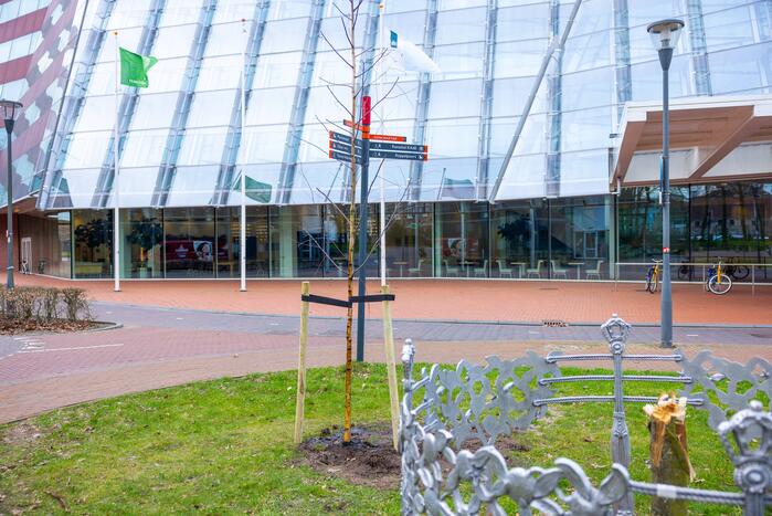 Actievoerders Greenpeace besmeuren geplante boom bij Staatsbosbeheer