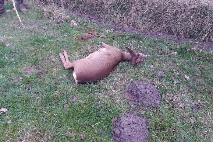 Hertje rent tegen hekwerk en raakt gewond