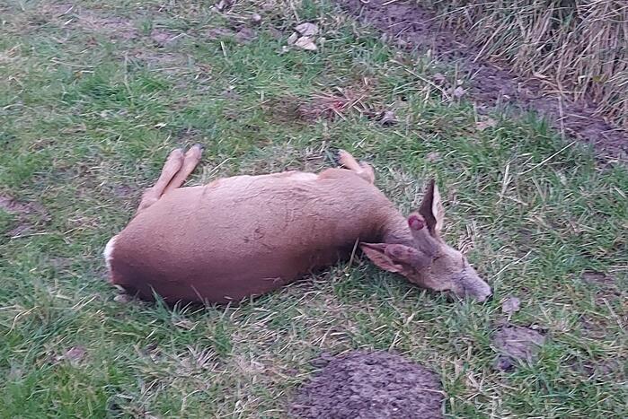 Hertje rent tegen hekwerk en raakt gewond