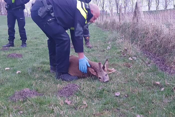Hertje rent tegen hekwerk en raakt gewond