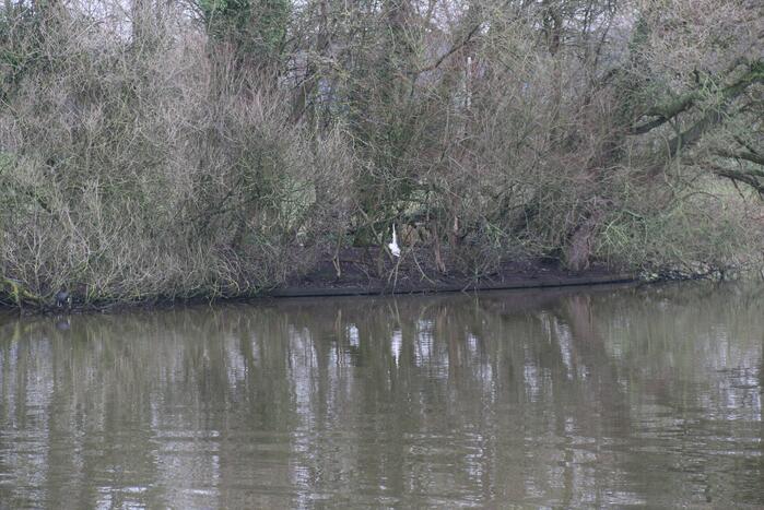 Duikers van de brandweer redden vastzittende meeuw