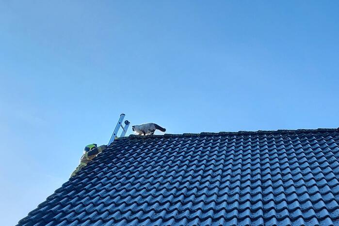 Brandweer redt kat van dak