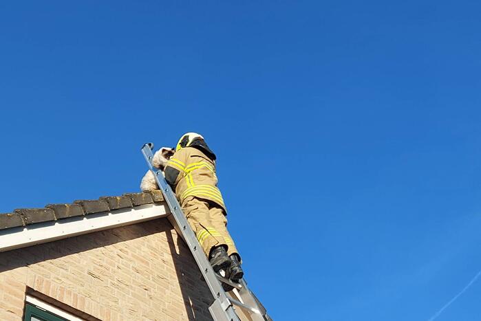 Brandweer redt kat van dak