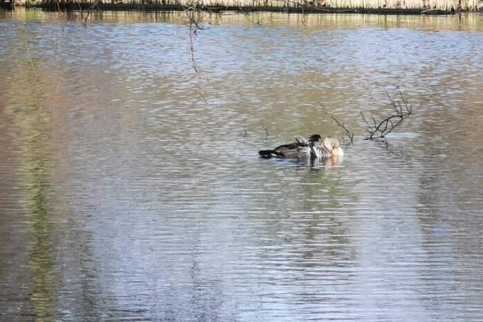 Brandweer redt gans met visdraad om zijn nek