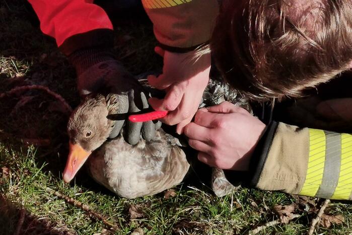 Brandweer redt gans met visdraad om zijn nek