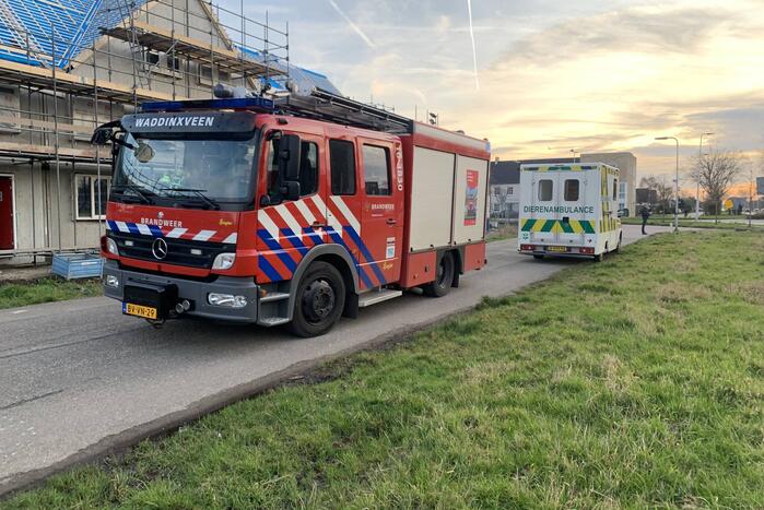 Brandweer redt gans uit kunstwerk