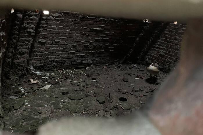 Brandweer redt gans uit kunstwerk