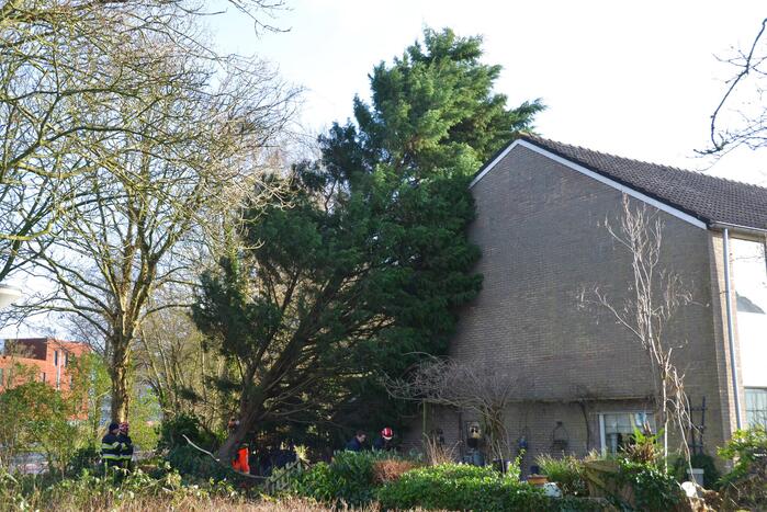 Grote dennenboom valt op woning