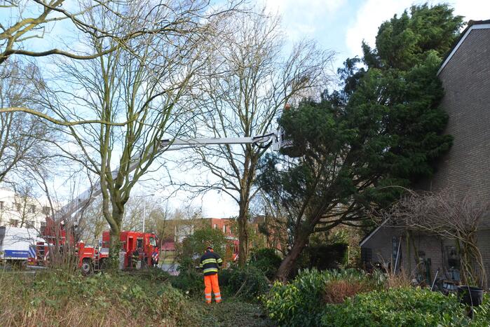Grote dennenboom valt op woning