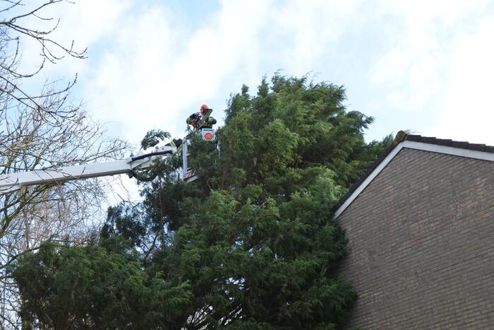 Grote dennenboom valt op woning