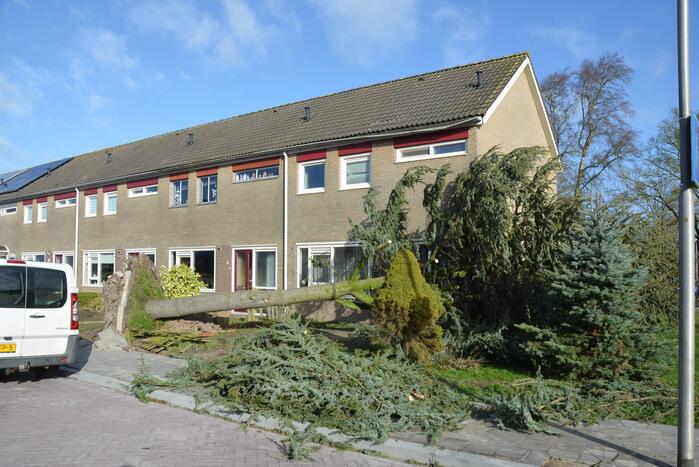 Boom waait om langs woonhuis