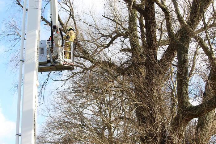 Dikke boom door storm gesplitst