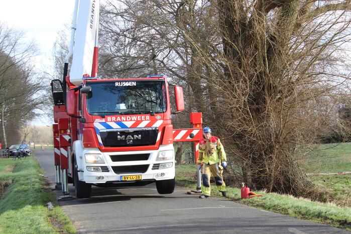 Dikke boom door storm gesplitst