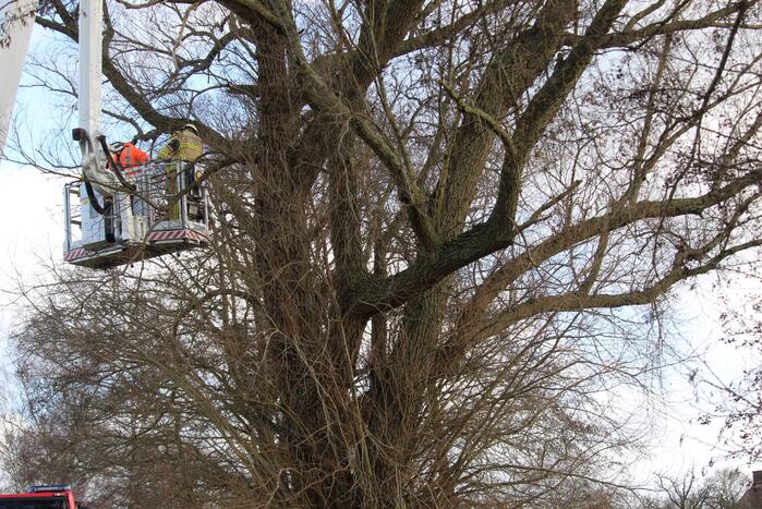 Dikke boom door storm gesplitst