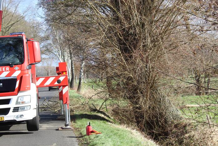Dikke boom door storm gesplitst