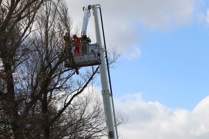 Dikke boom door storm gesplitst
