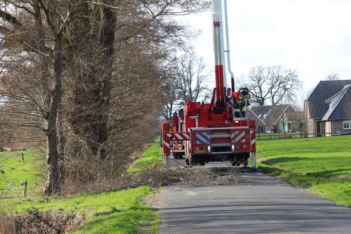 Dikke boom door storm gesplitst